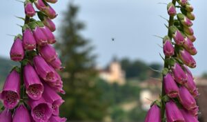 Vimperk – Fotokronika Jana Tláskala – červen 2023