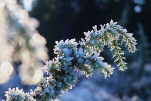 Miniatury : Slastné bloudění